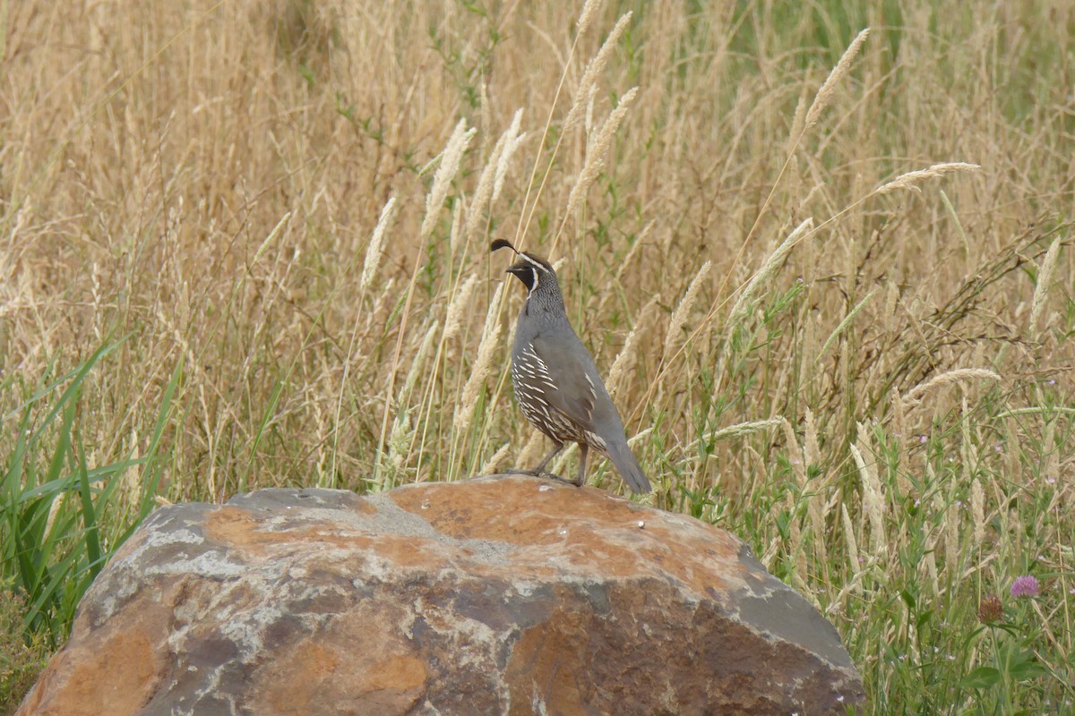 Galeper kaliforniarra - ML594951671