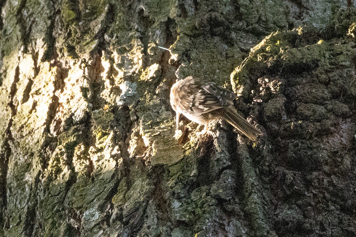 Brown Creeper - ML594952611