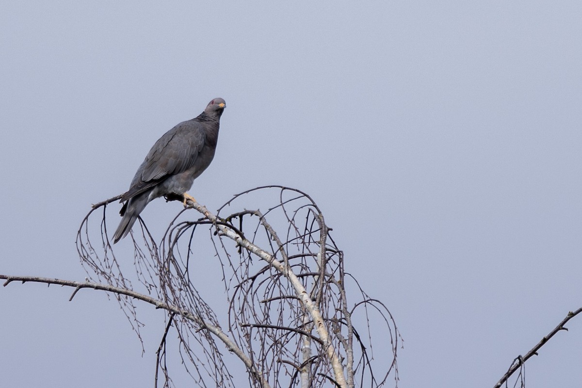Band-tailed Pigeon - ML594953231