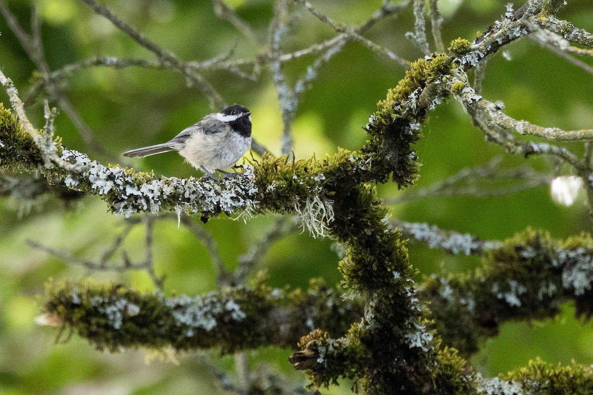 Black-capped Chickadee - ML594953681
