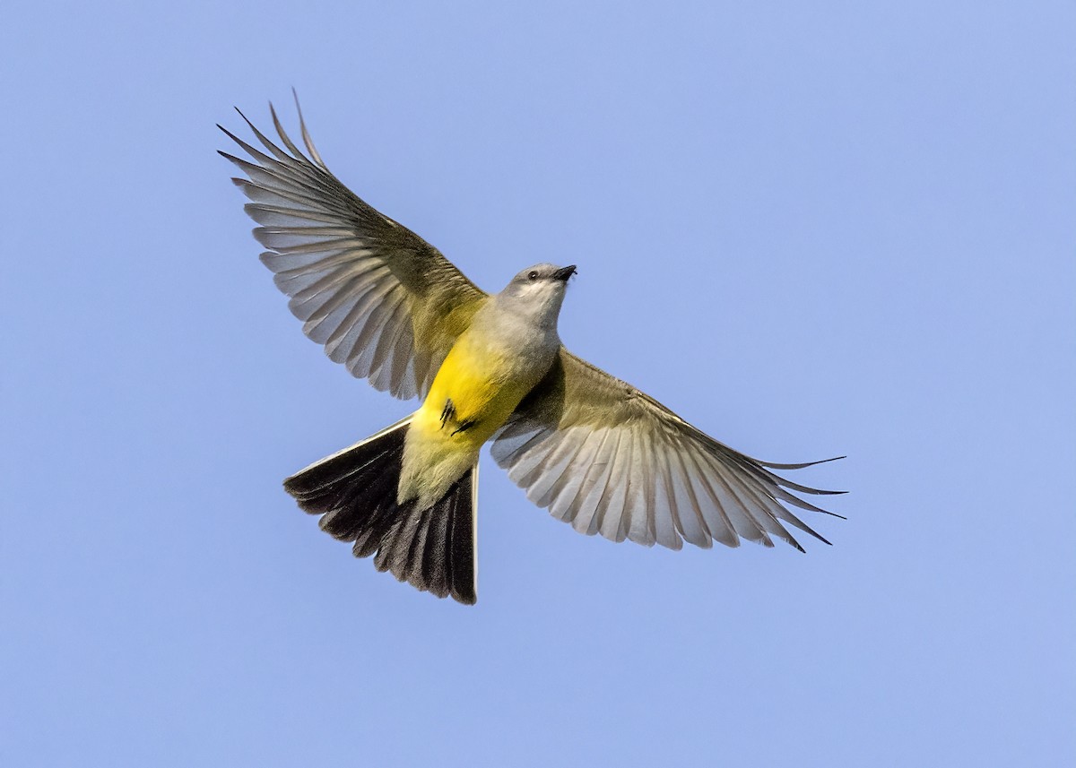 Western Kingbird - ML594953741