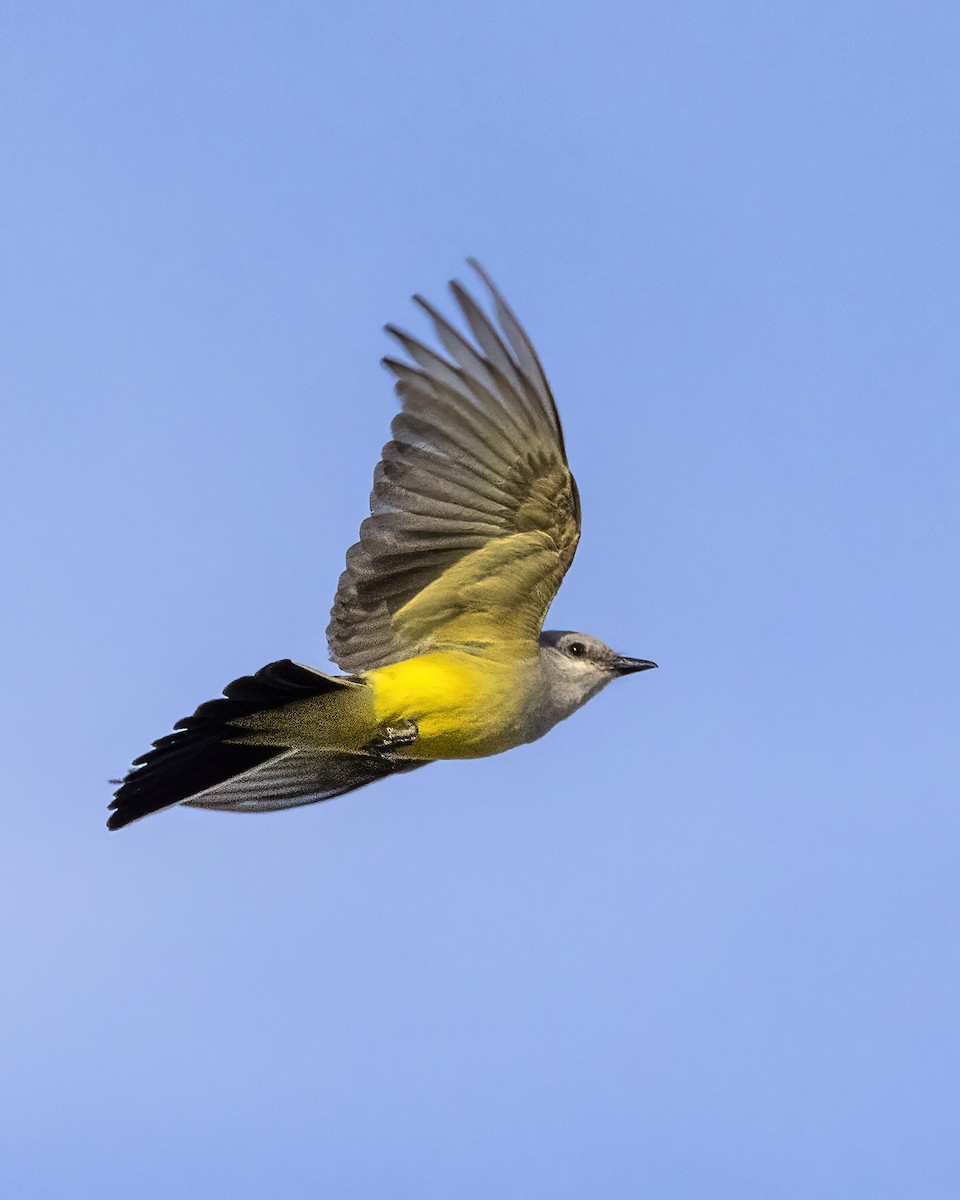 Western Kingbird - ML594953821