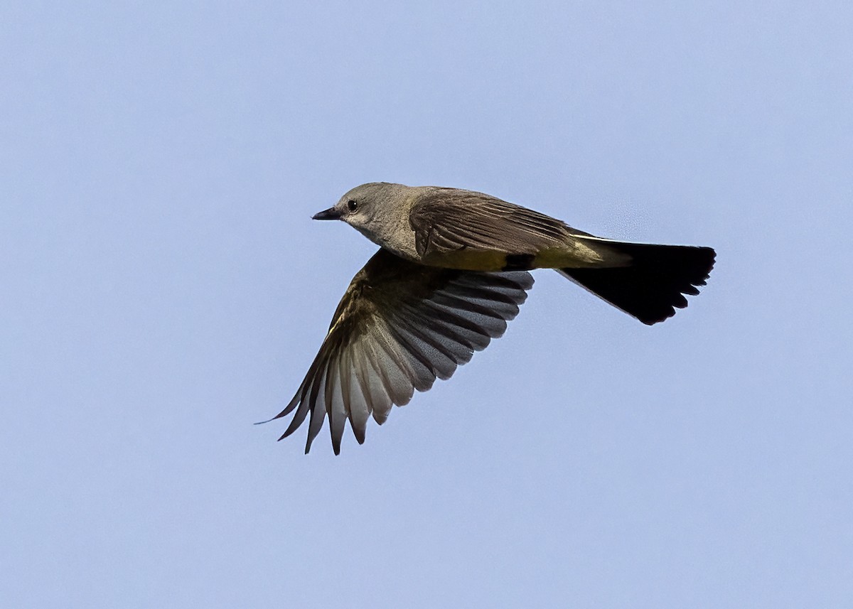 Western Kingbird - ML594953891