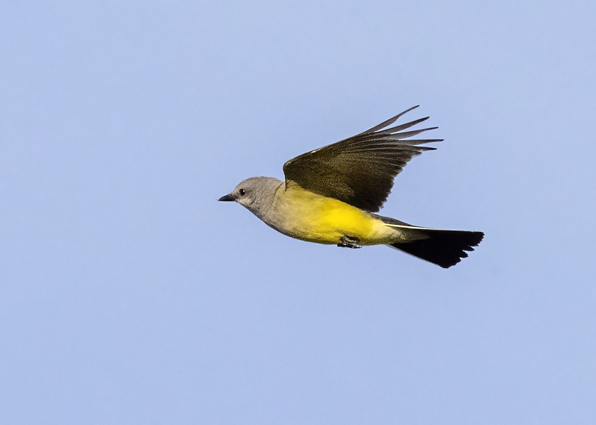 Western Kingbird - ML594953901