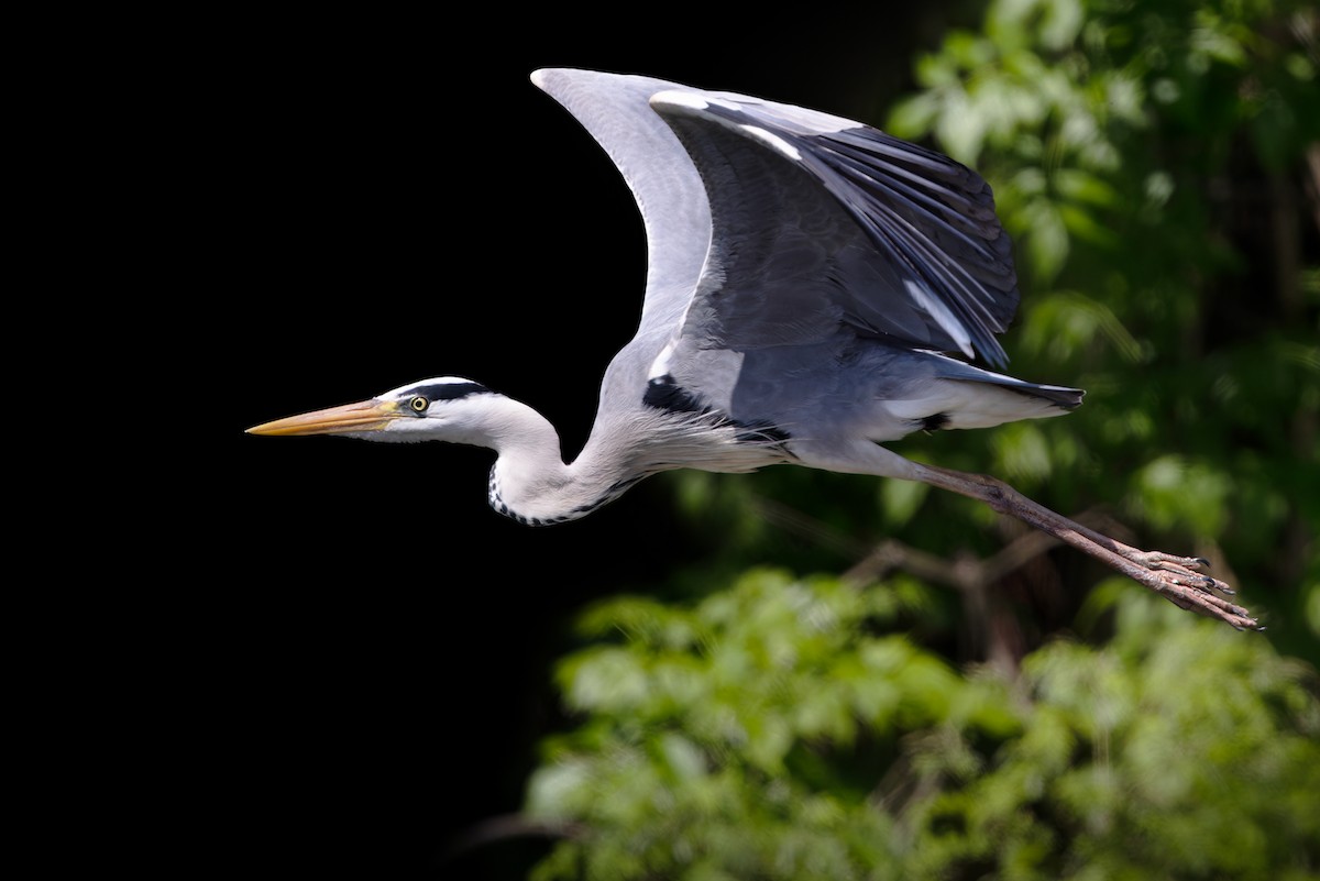 Gray Heron - ML594953971