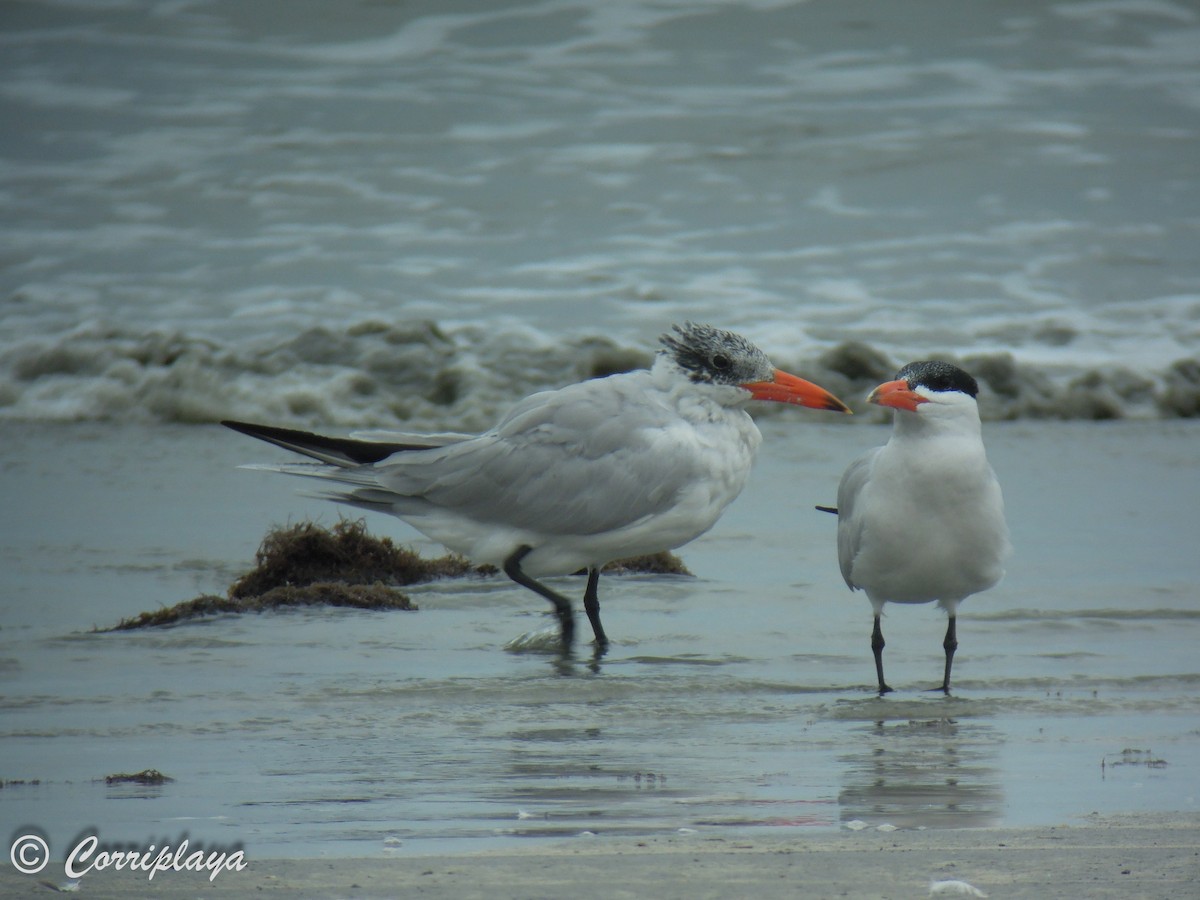 Caspian Tern - ML594954311