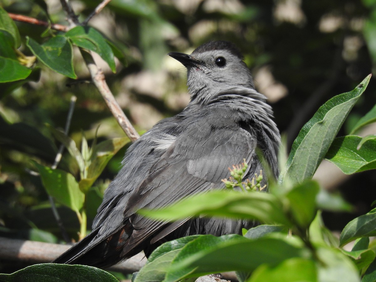 Gray Catbird - ML594954631