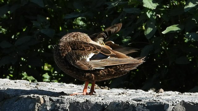 Mexican Duck - ML594957251