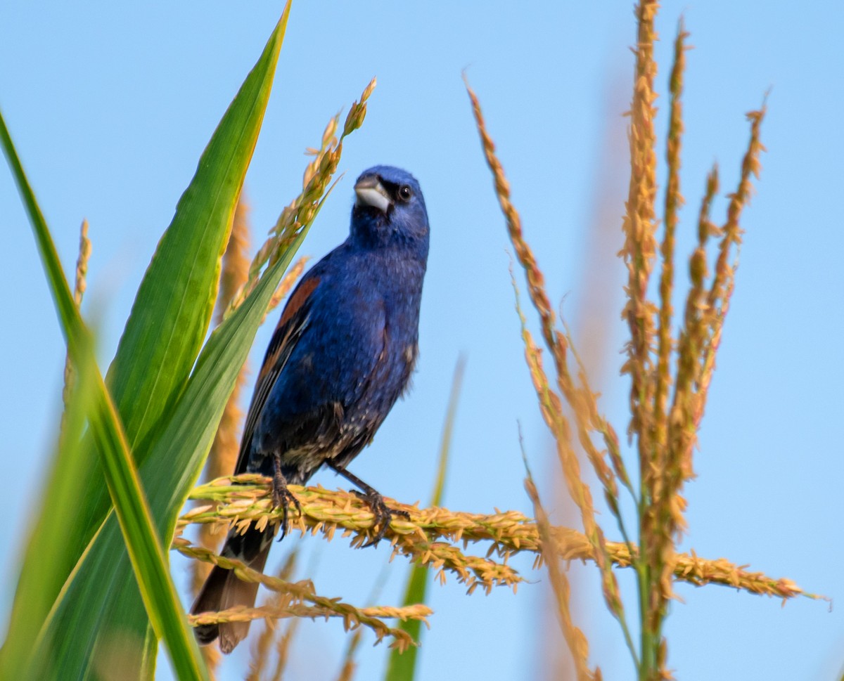 Blue Grosbeak - ML594957291