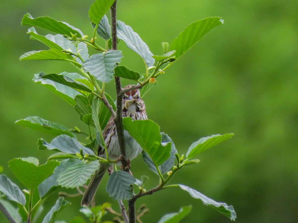 Song Sparrow - ML59495821