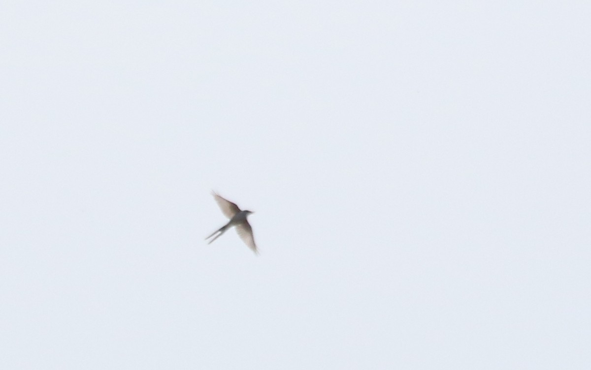 Scissor-tailed Flycatcher - Christine Brackett