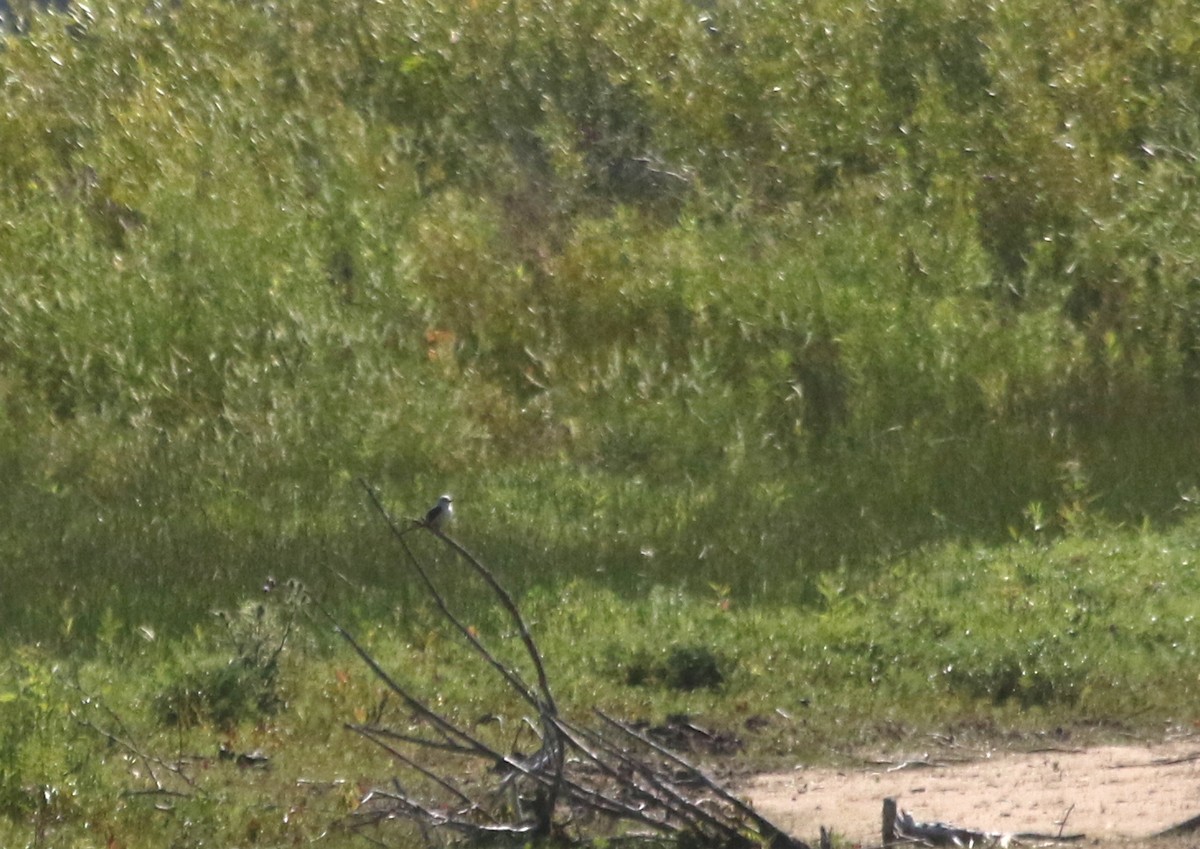 Scissor-tailed Flycatcher - ML594959821