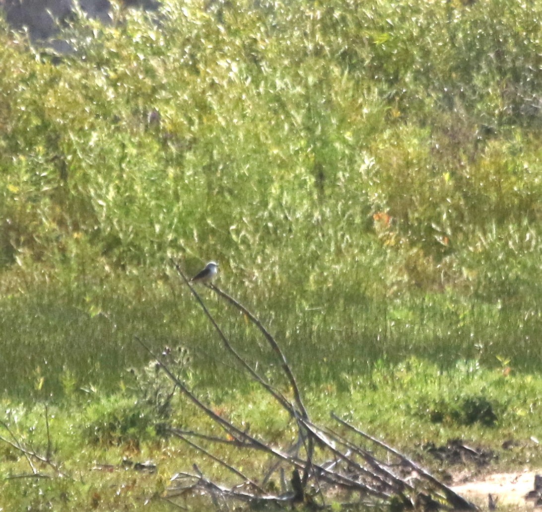 Scissor-tailed Flycatcher - Christine Brackett