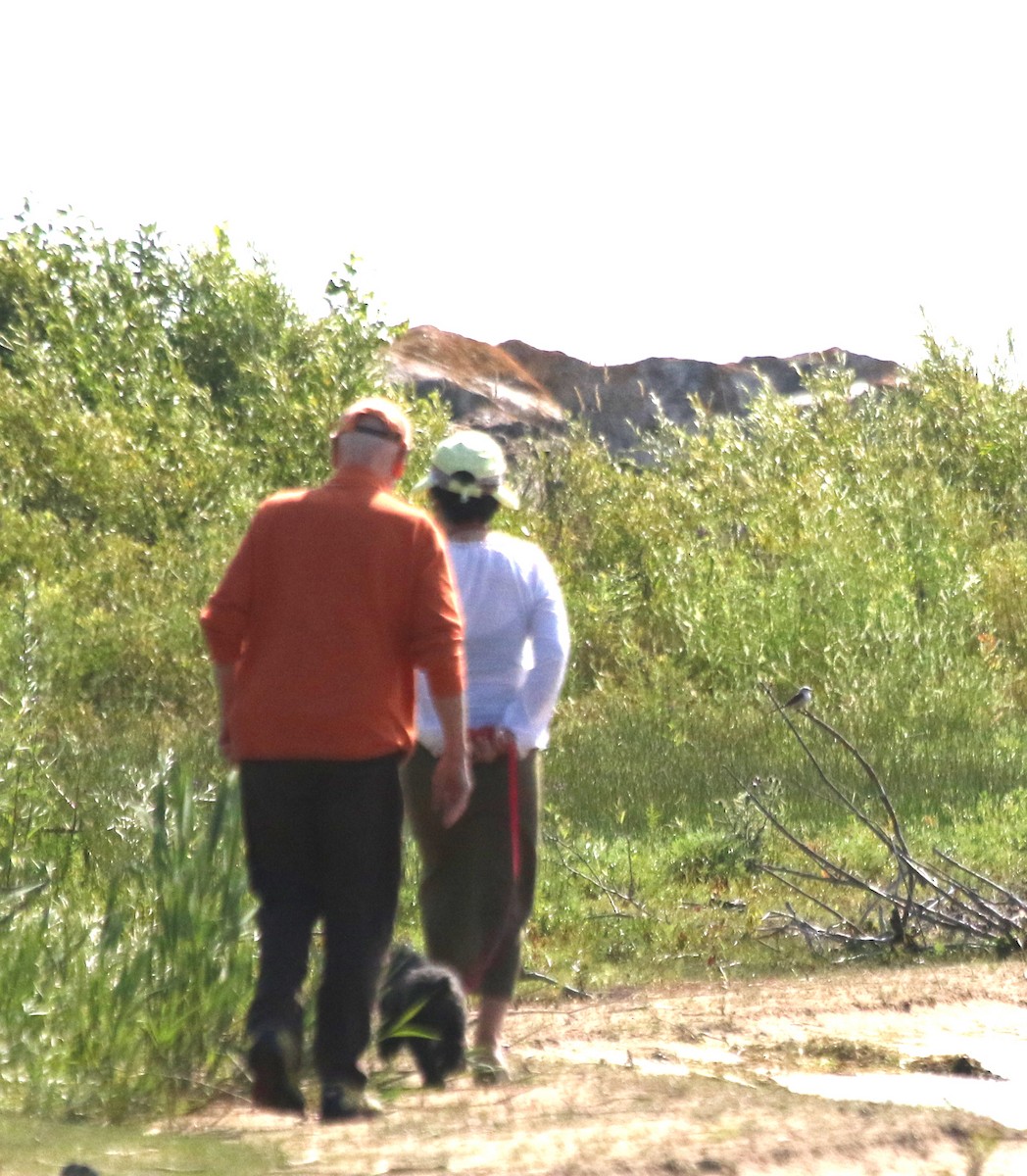 Scissor-tailed Flycatcher - ML594959841