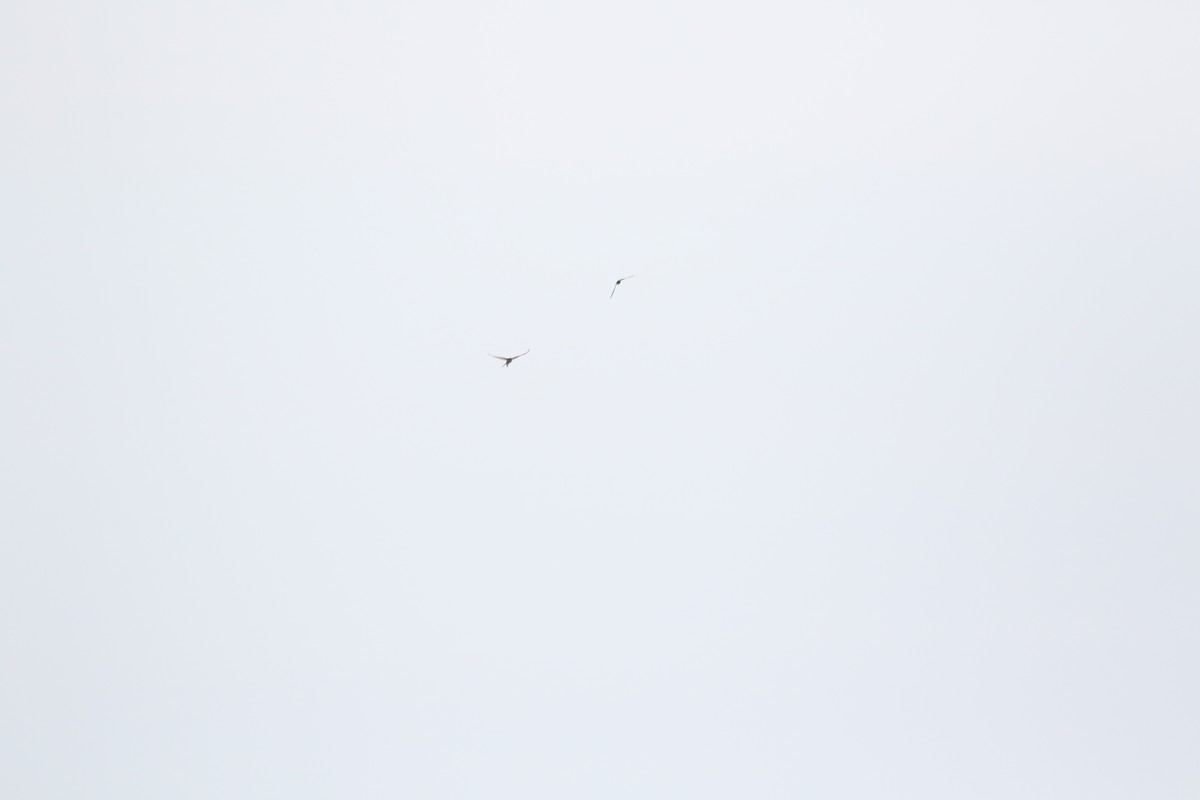 Scissor-tailed Flycatcher - ML594959851