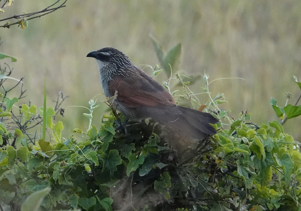 White-browed Coucal - ML594960991