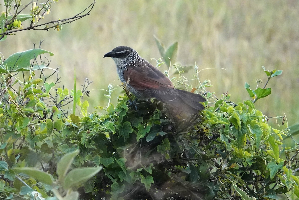 White-browed Coucal - ML594961001