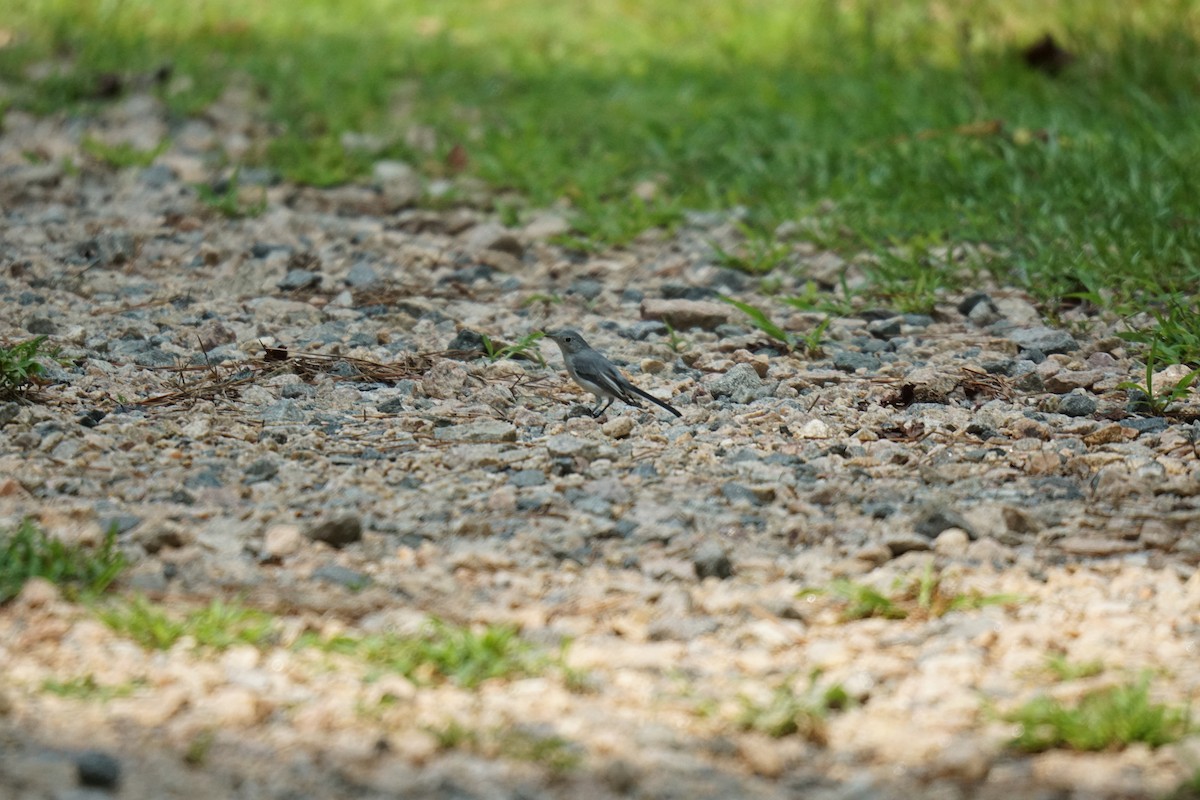 Blue-gray Gnatcatcher - Austin Jones