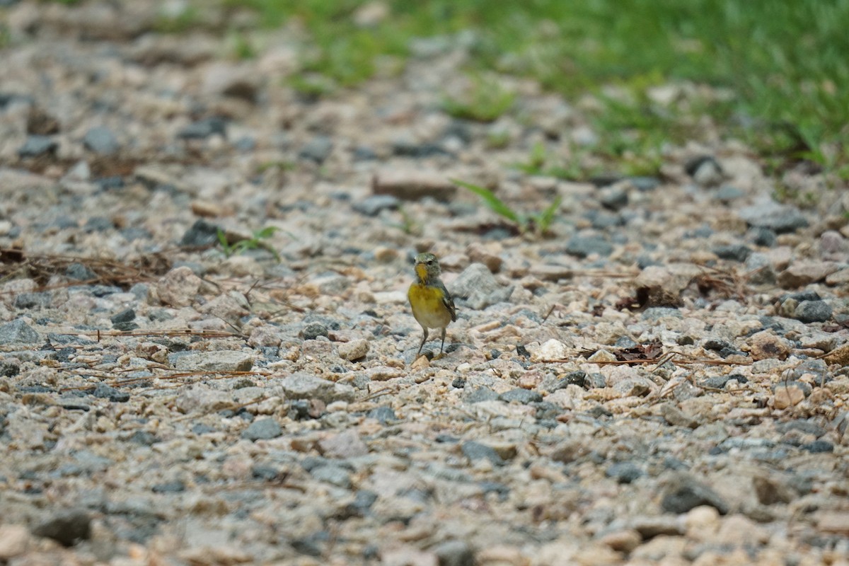 Northern Parula - ML594961871