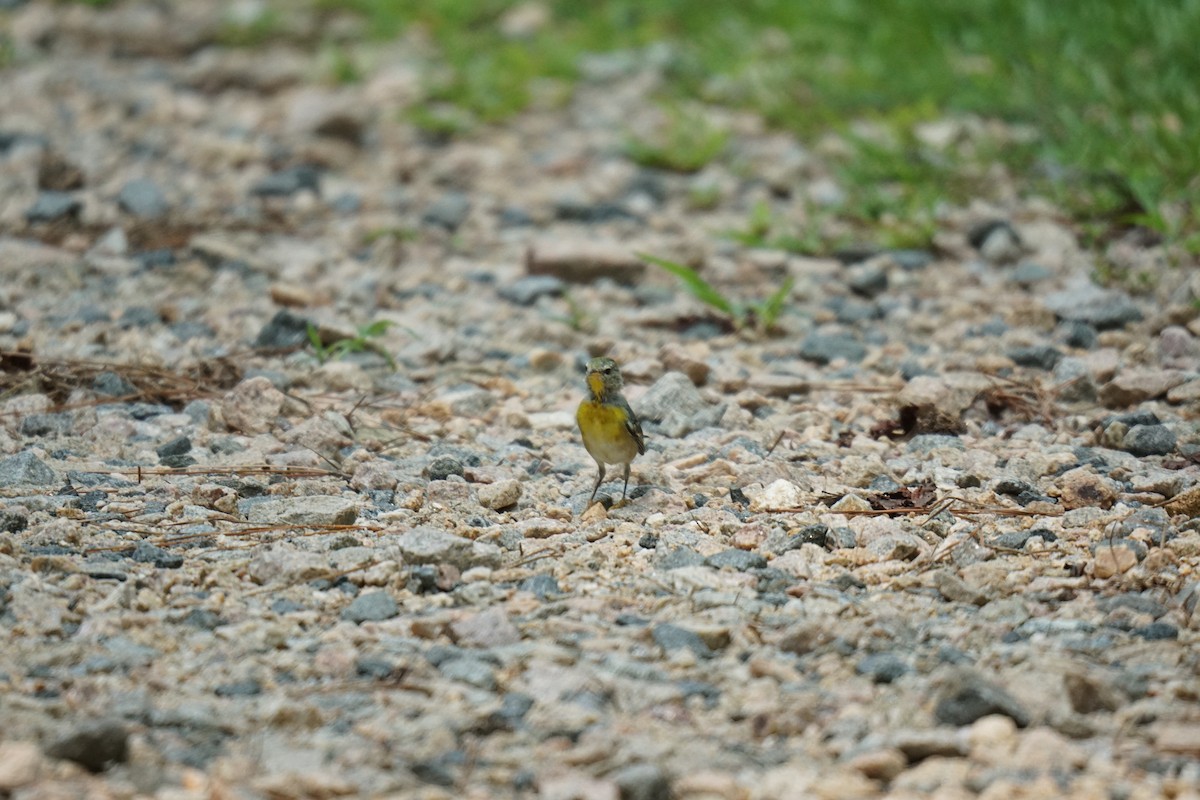 Northern Parula - Austin Jones