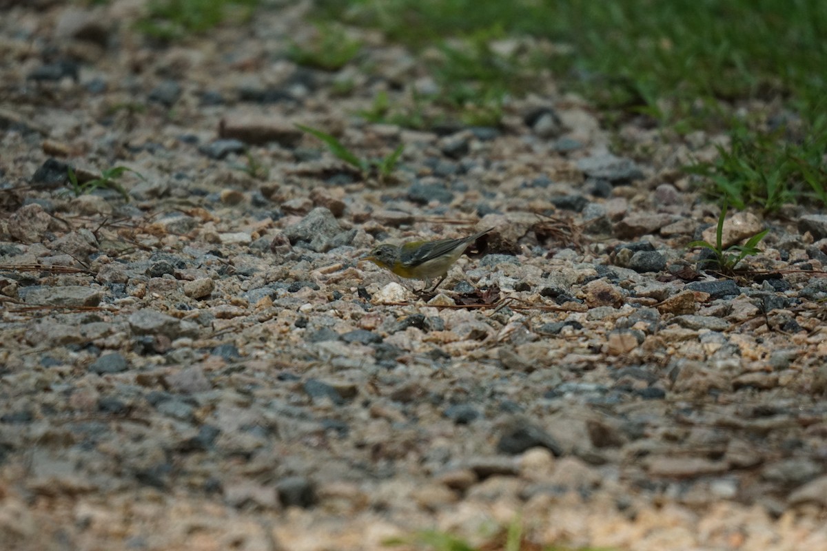 Northern Parula - ML594961881