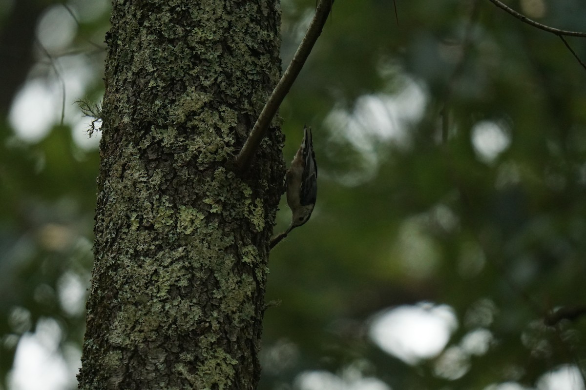 White-breasted Nuthatch - Austin Jones