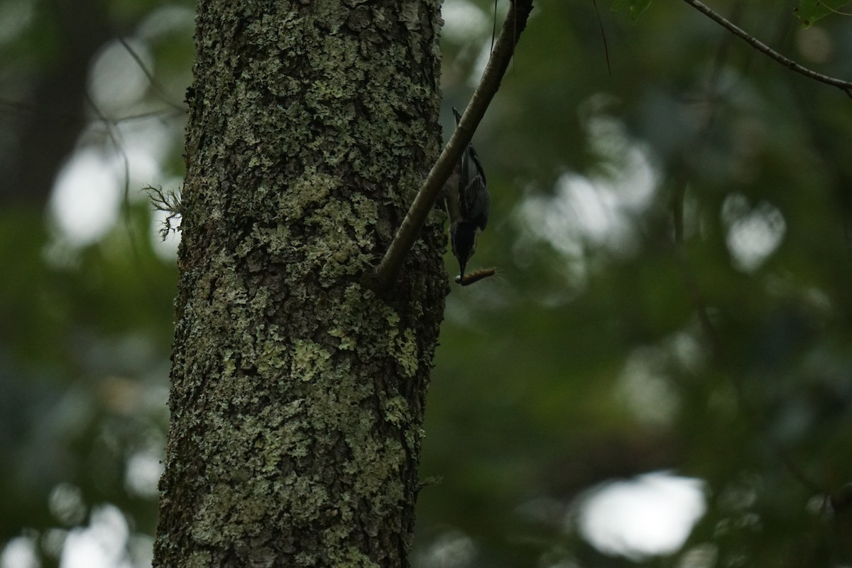 White-breasted Nuthatch - Austin Jones