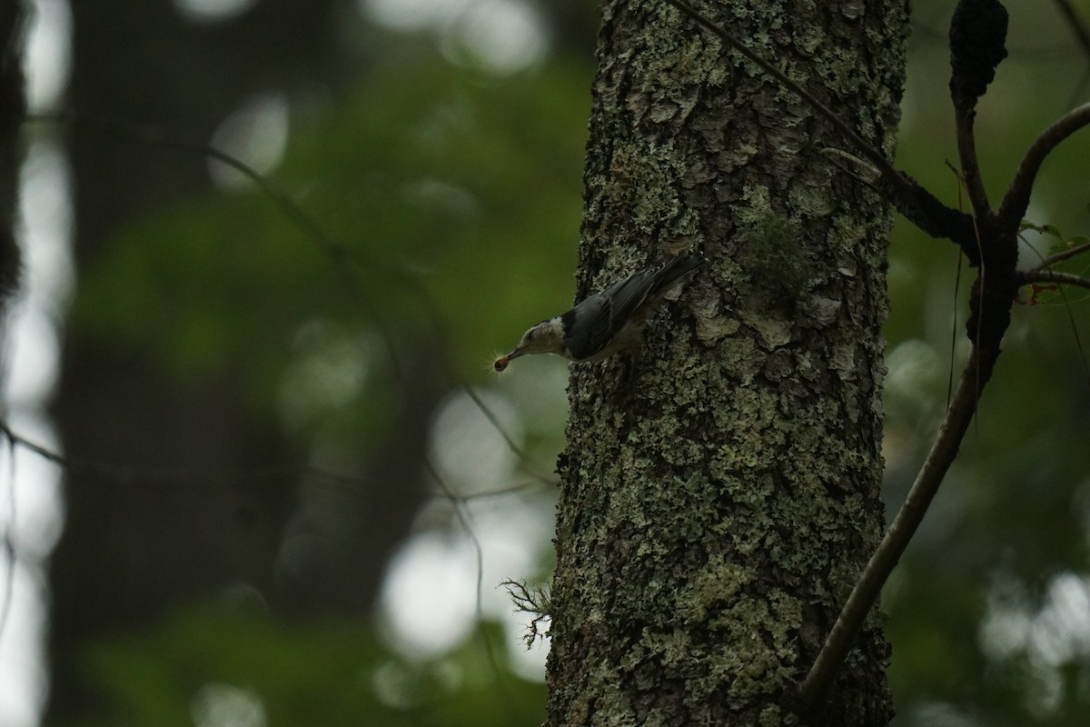 White-breasted Nuthatch - Austin Jones