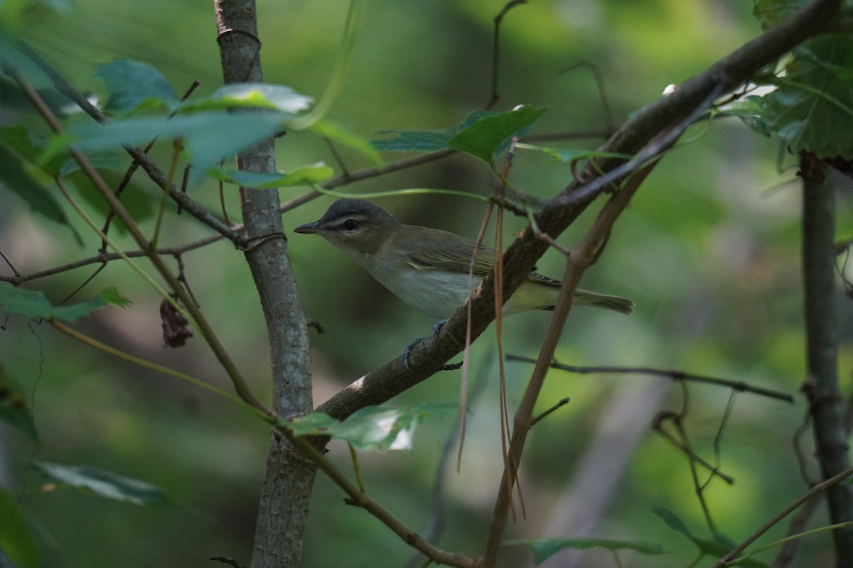 Kızıl Gözlü Vireo - ML594962041