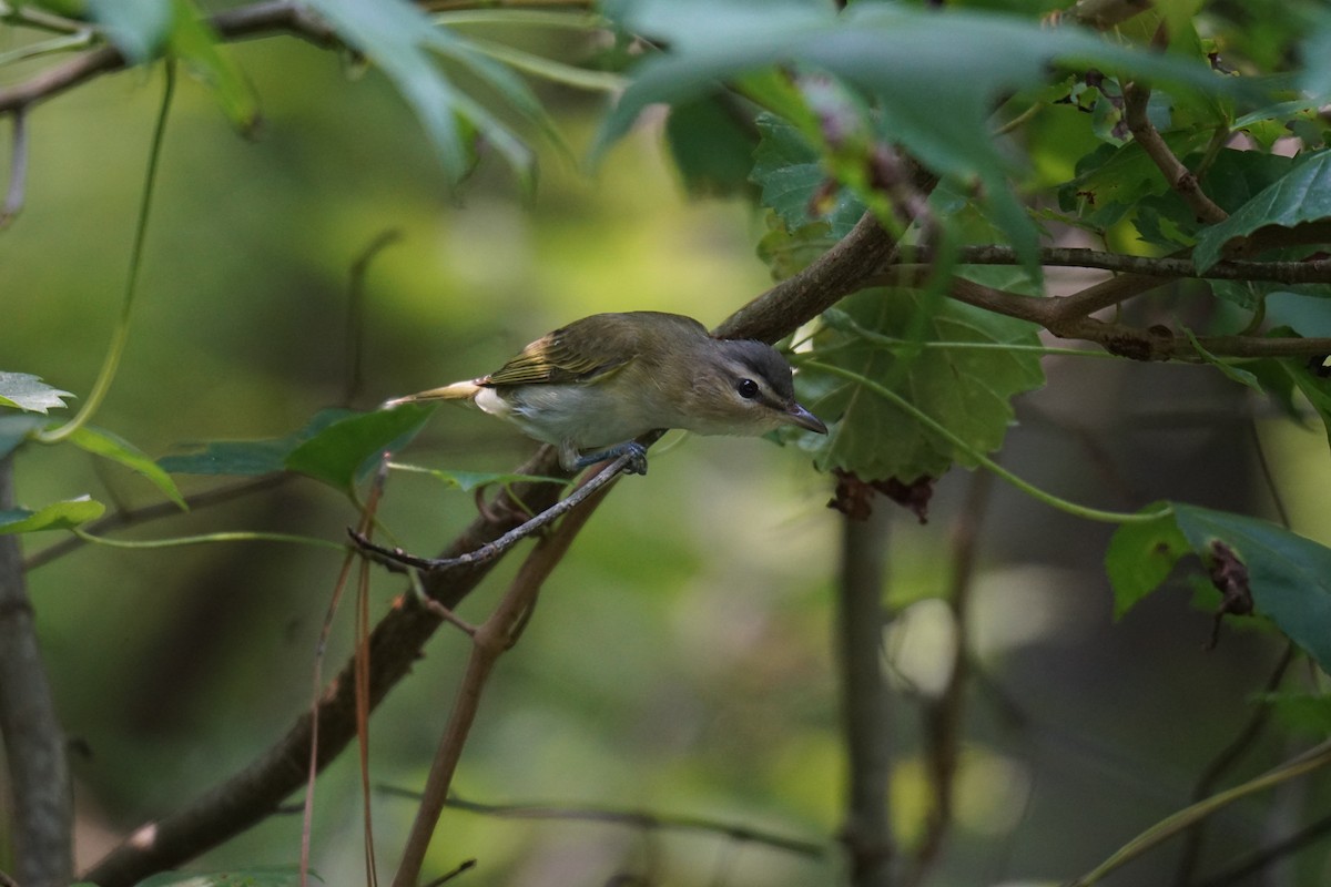 Red-eyed Vireo - ML594962051