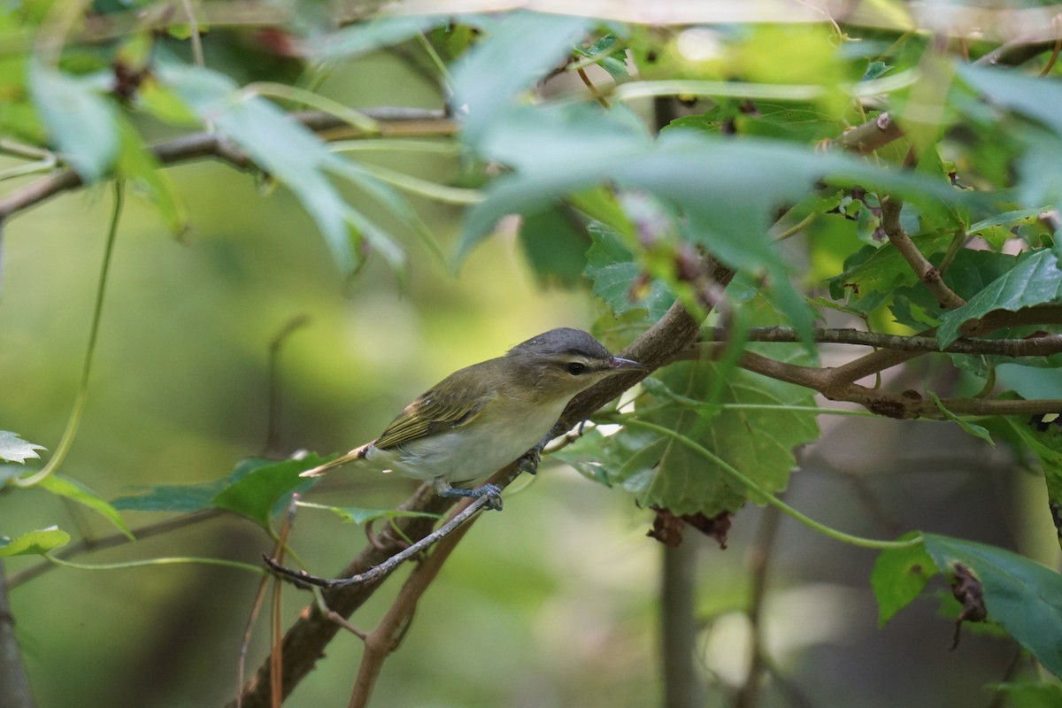 Red-eyed Vireo - ML594962071