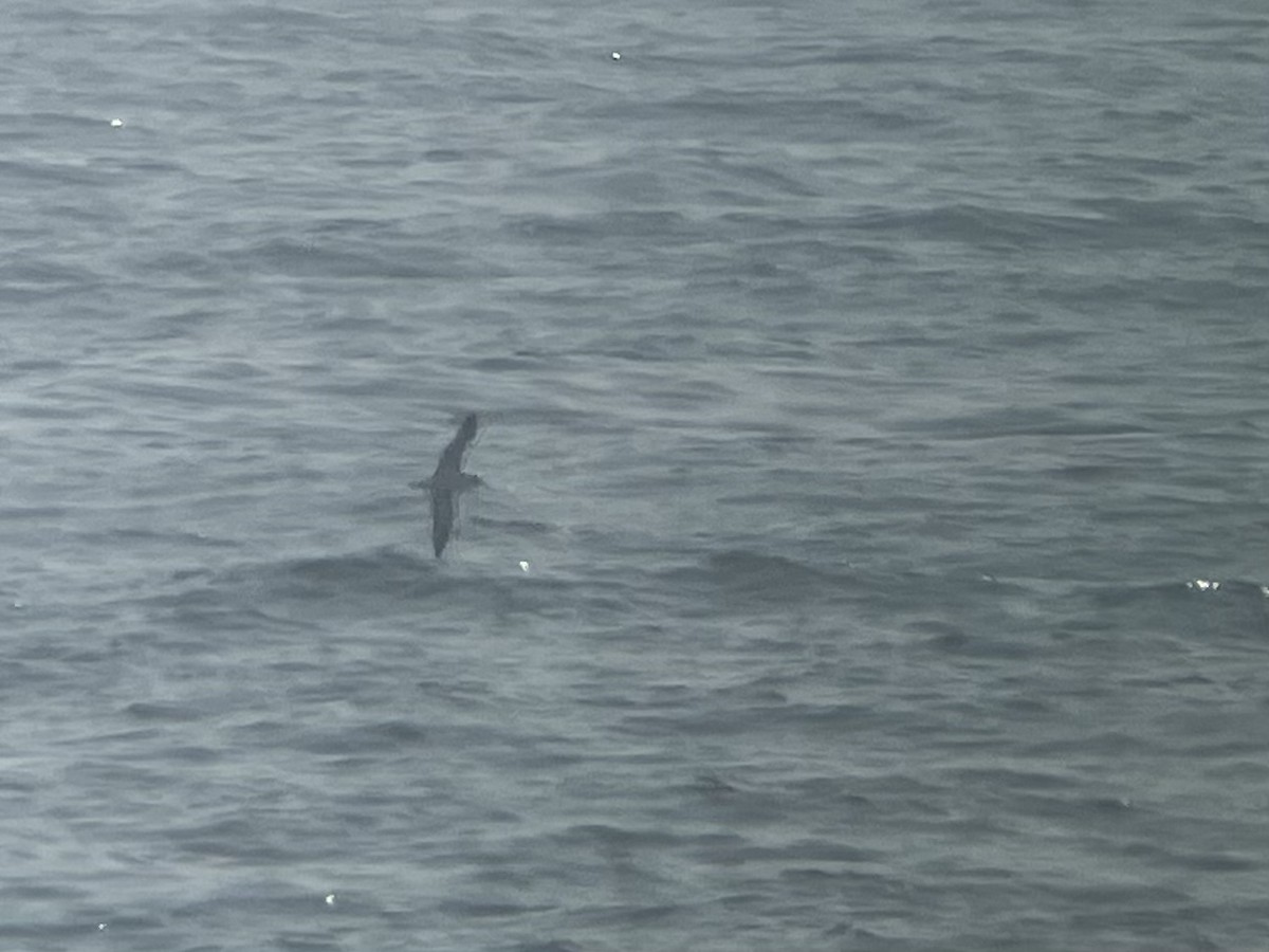 Cory's Shearwater - ML594962211