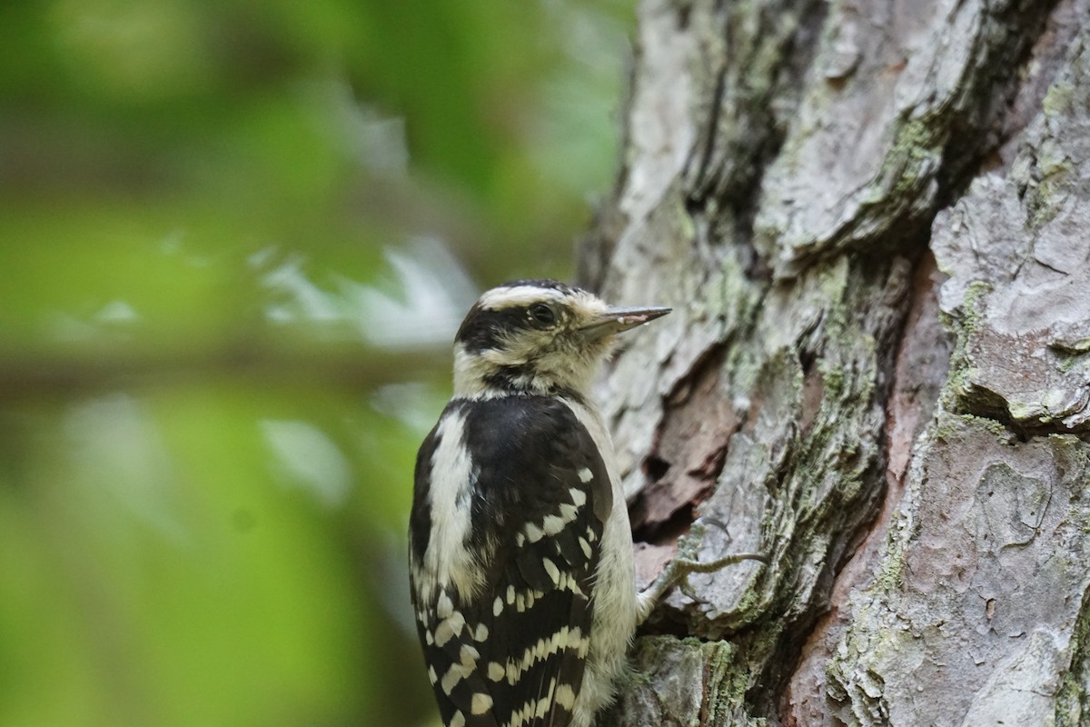 Downy Woodpecker - ML594962291