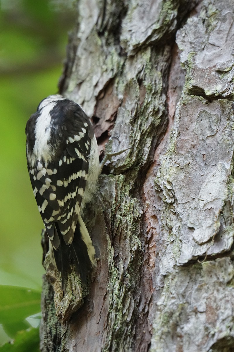 Downy Woodpecker - Austin Jones