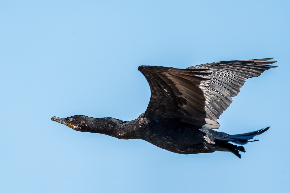 Neotropic Cormorant - ML594962481