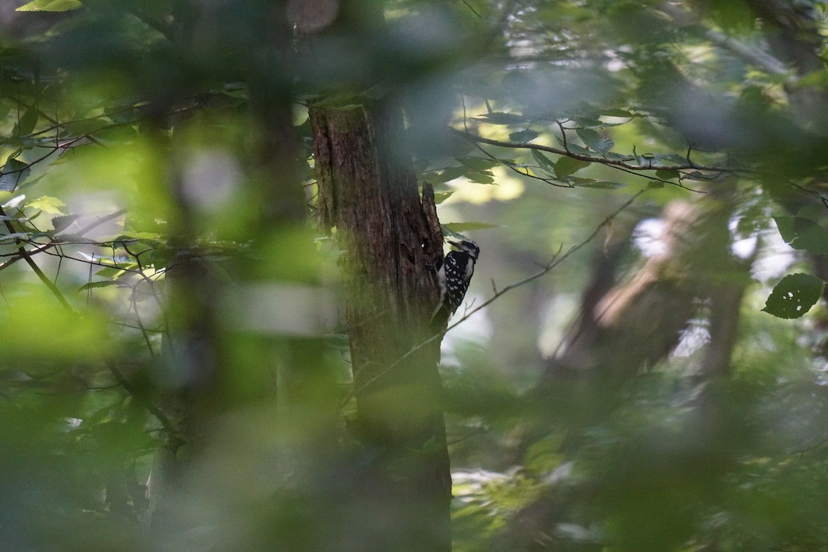 Hairy Woodpecker - ML594962581