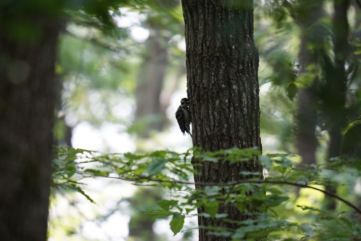 Hairy Woodpecker - ML594962591