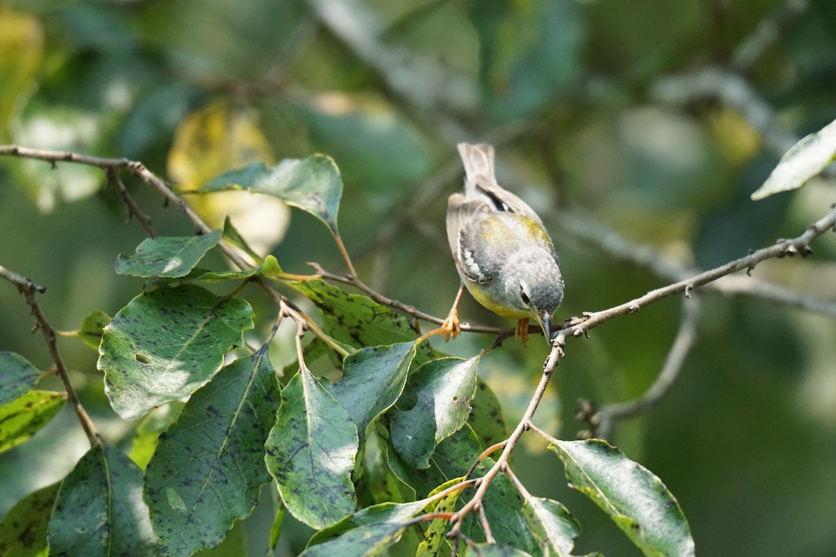 Northern Parula - Austin Jones