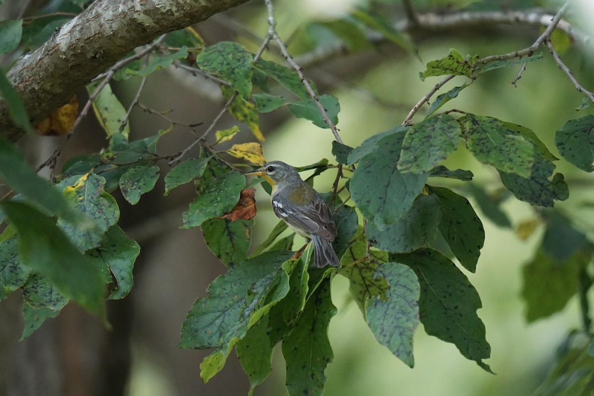 Northern Parula - Austin Jones