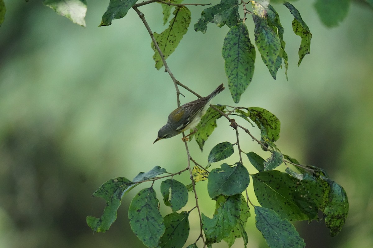 Northern Parula - Austin Jones