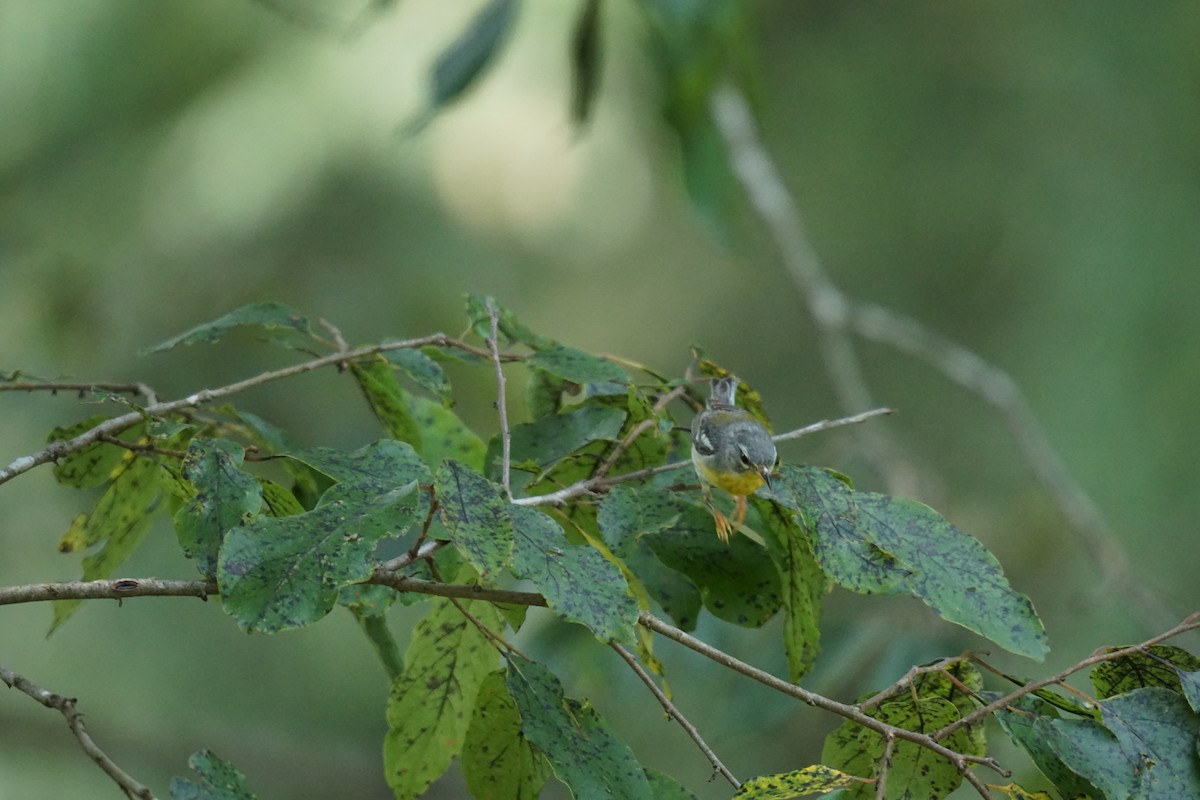 Northern Parula - Austin Jones