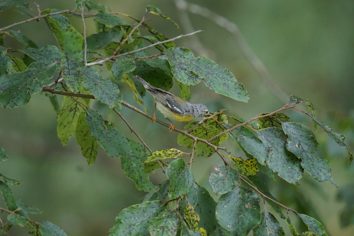 Meisenwaldsänger - ML594963021