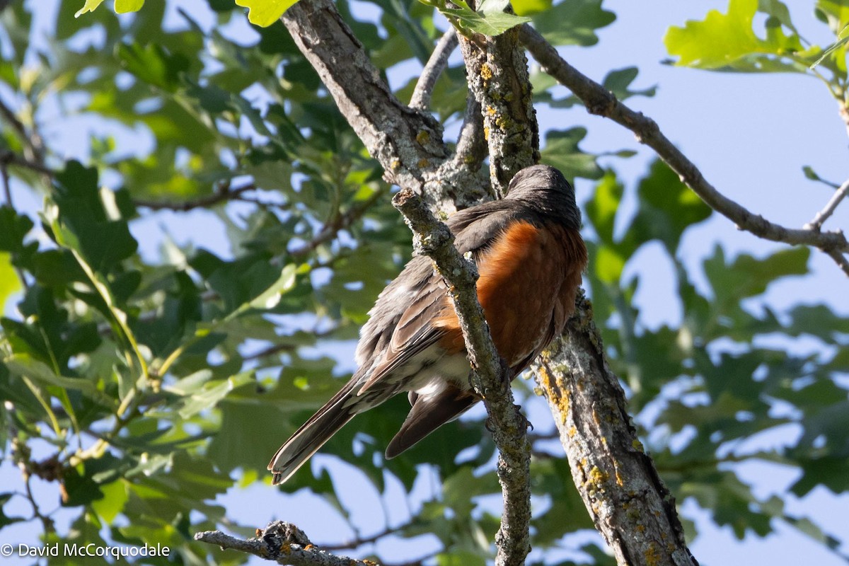American Robin - ML594963391