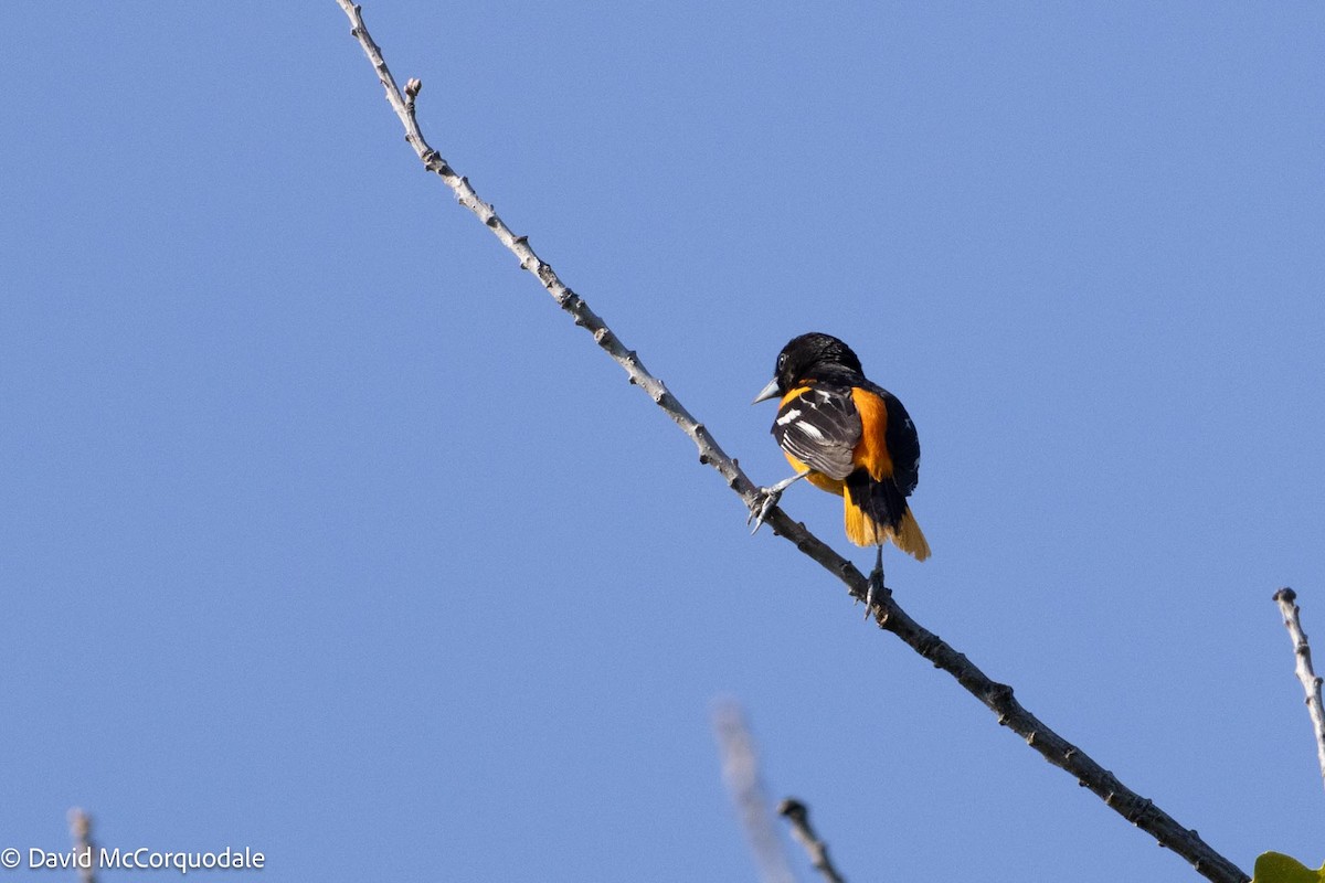 Baltimore Oriole - ML594963411