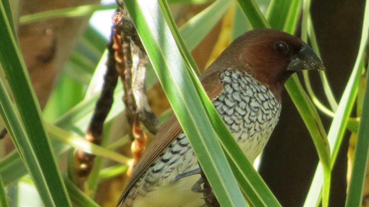 Scaly-breasted Munia - ML594964791