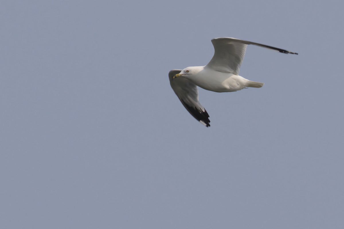 Ring-billed Gull - ML594965001