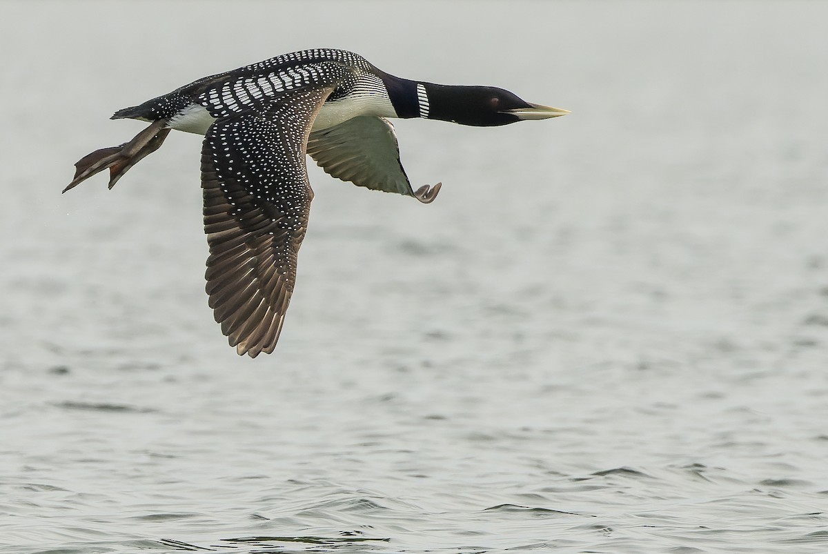 Yellow-billed Loon - ML594965881