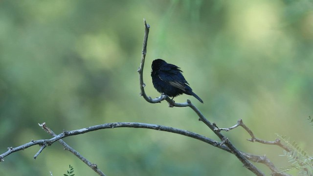 Blue-black Grassquit - ML594966571