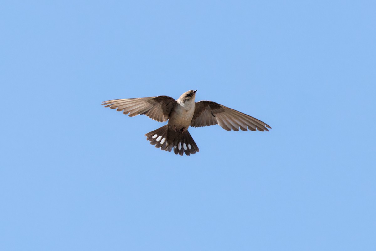 břehule skalní - ML594967111