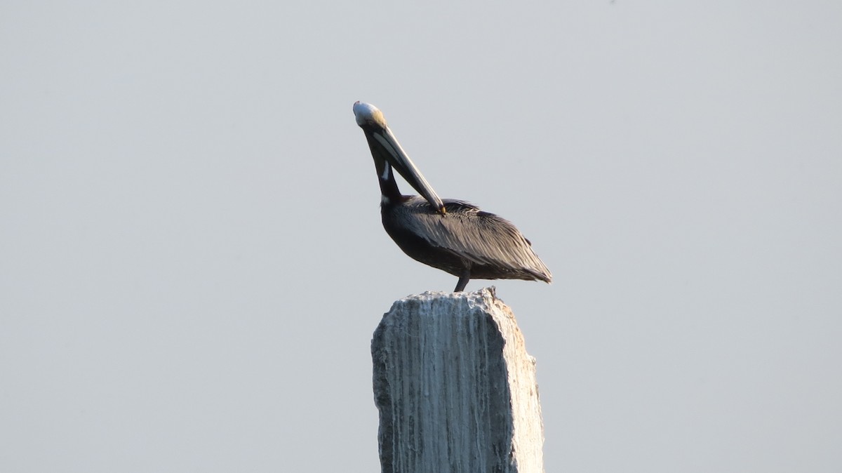 Brown Pelican - ML594967181